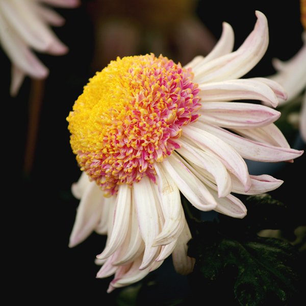 秋到汴梁菊花黄