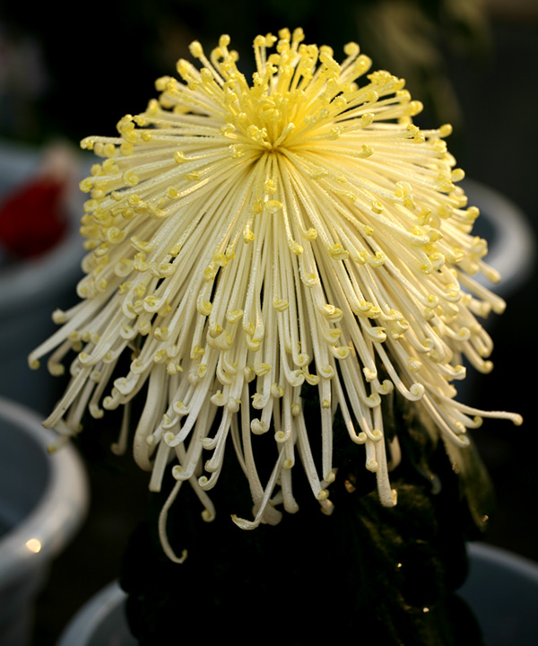 秋到汴梁菊花黄
