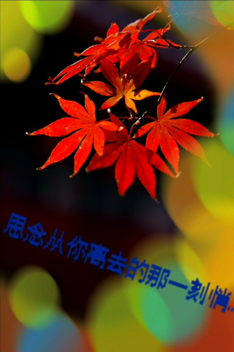 红叶小景