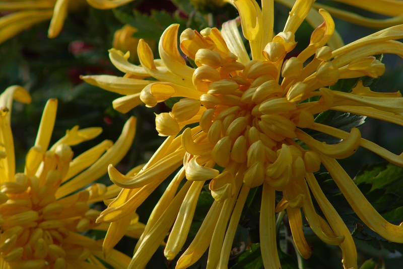 [原创]秋菊