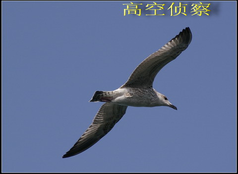 海鸥