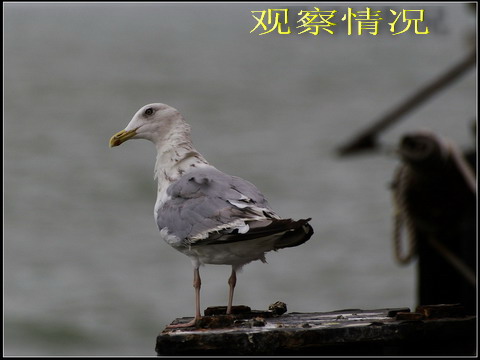 海鸥