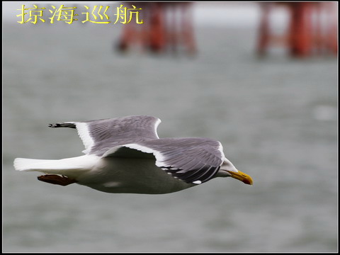 海鸥