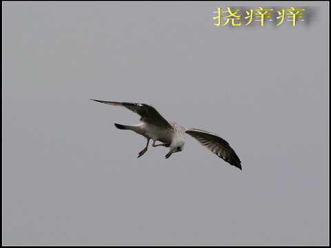 海鸥