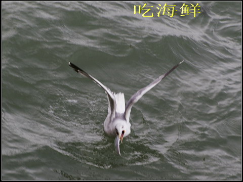 海鸥