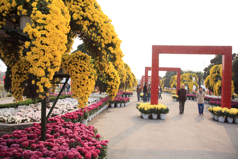 走马观花=开封菊展