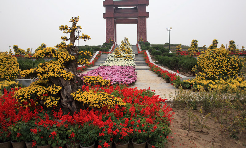 走马观花=开封菊