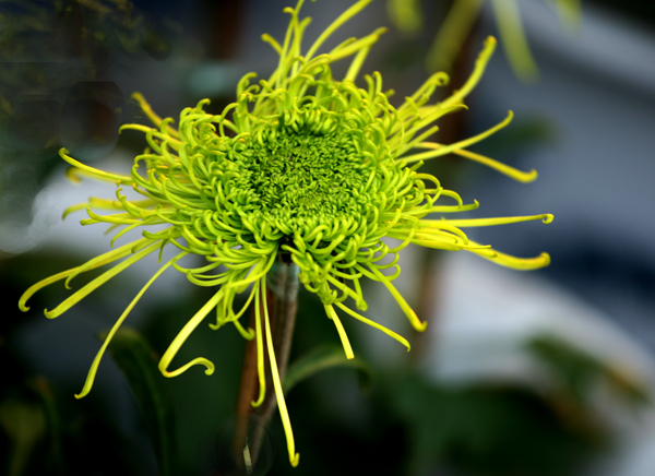 秋到汴梁菊花黄