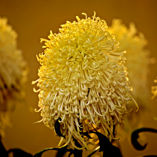 秋到汴梁菊花黄