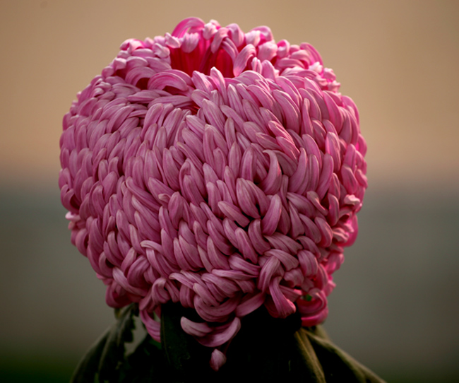 秋到汴梁菊花黄