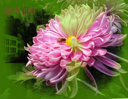 秋天赏菊