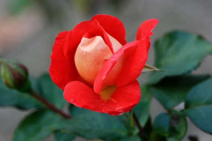 花卉一组