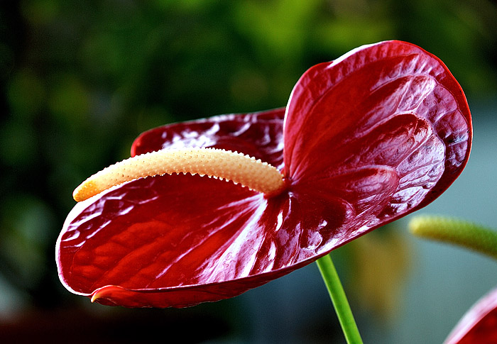 几朵小花