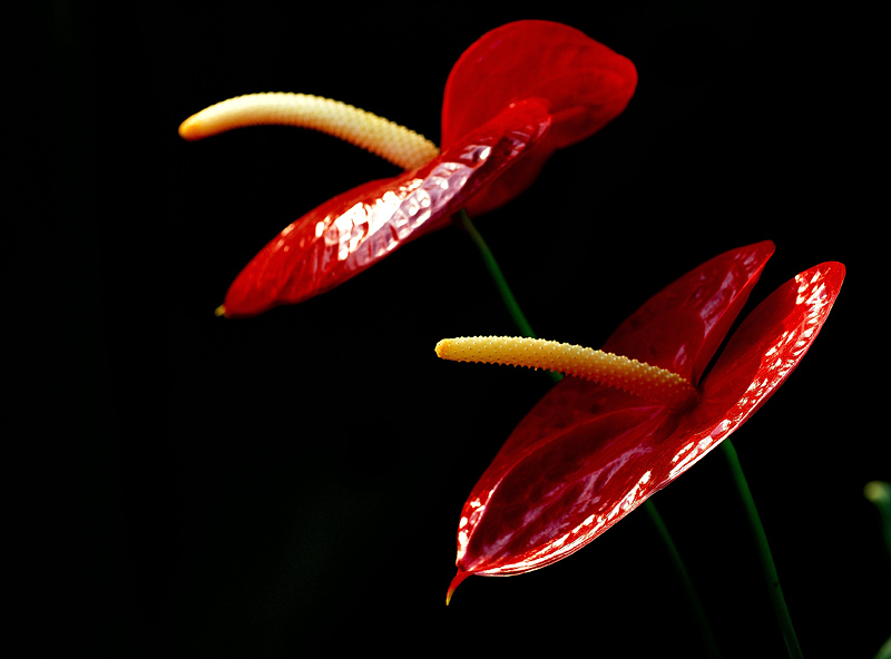 几朵小花