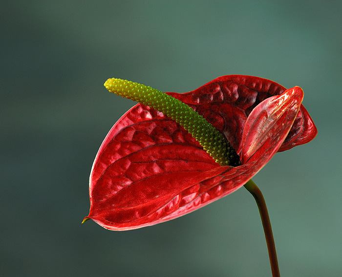 几朵小花