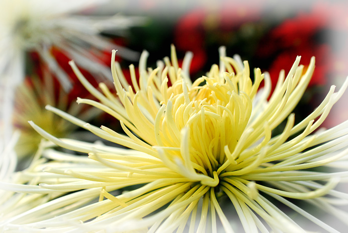 [原创]花与鸟
