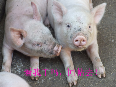 搞笑贴全集