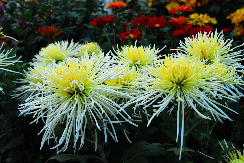 菊花