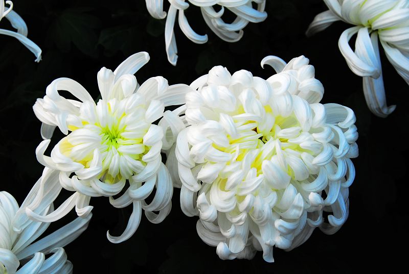 菊花