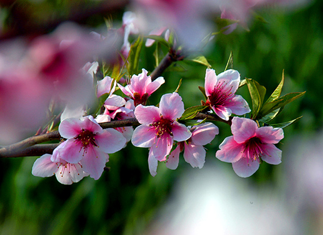 ~春花~