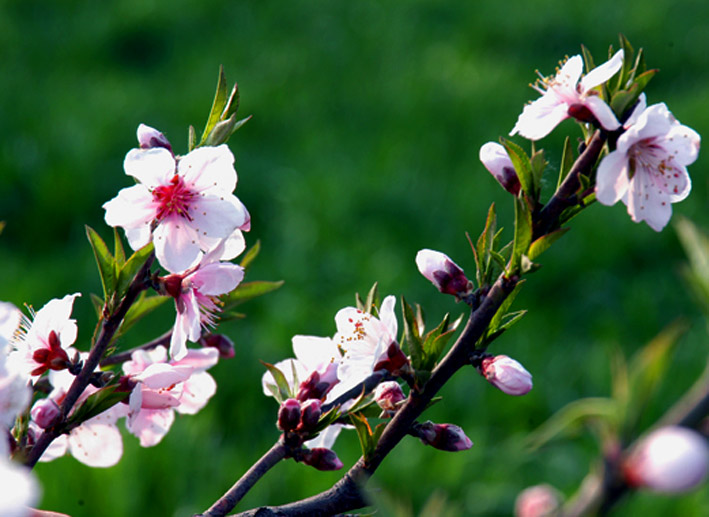 ~春花~