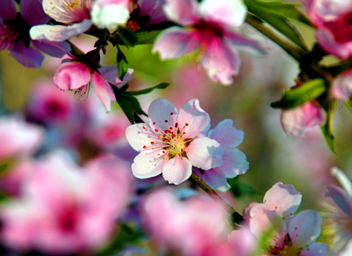 ~春花~