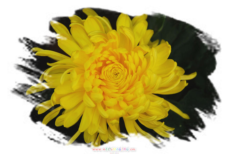 菊
