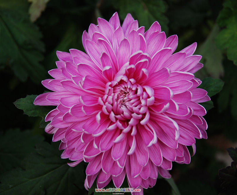 菊