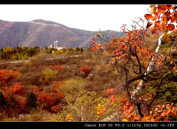 秋染香山