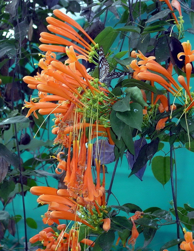 花团锦簇