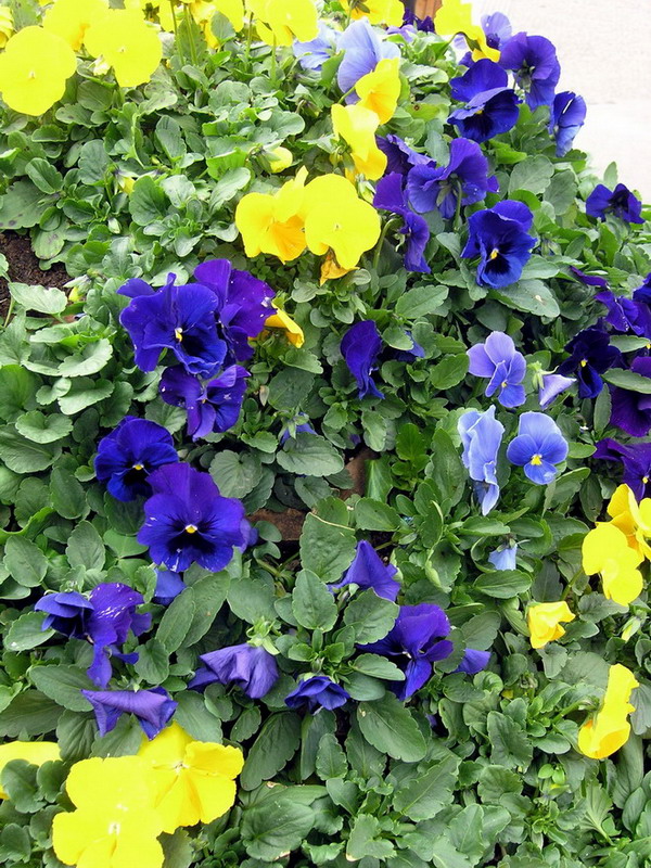 花团锦簇