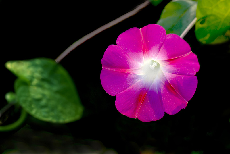 两张花