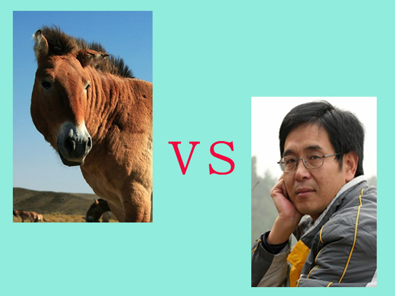 马的挑战