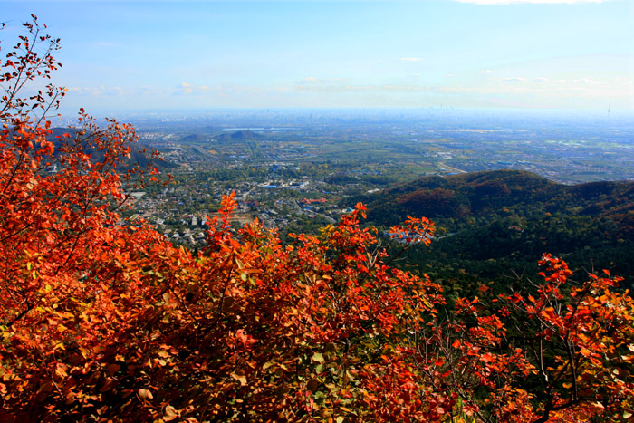 香山红叶