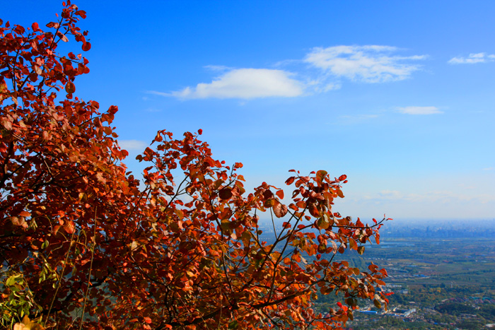 香山红叶