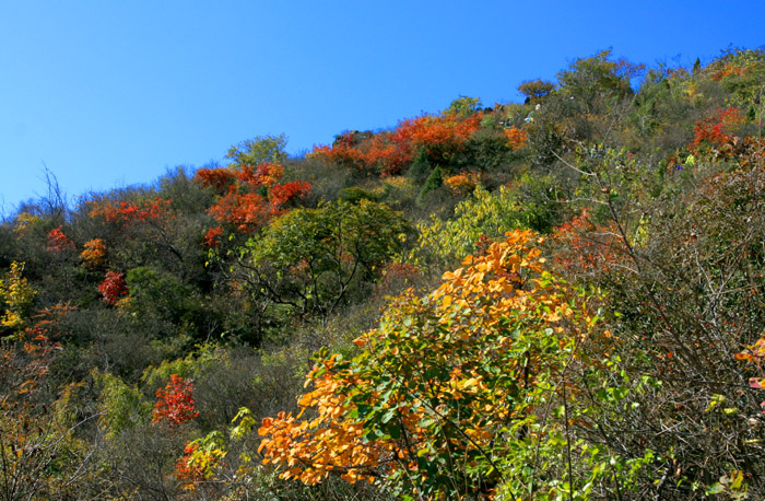香山红叶
