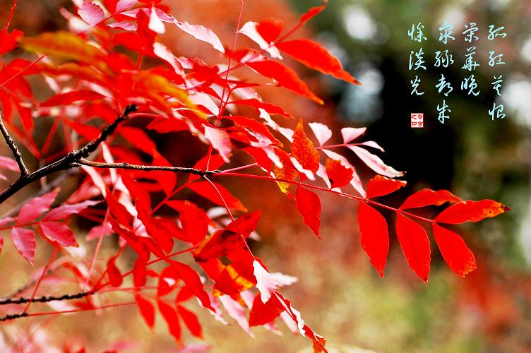 [ 金秋沂蒙老区行 ] [原创]金秋沂蒙山采风 之美景篇