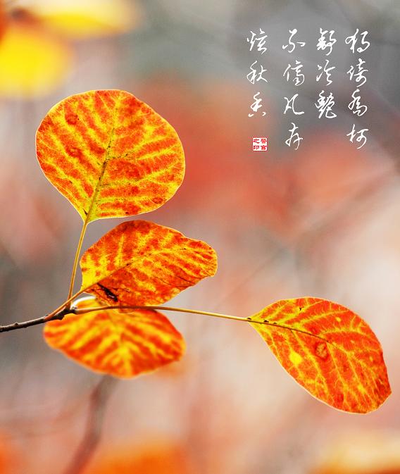 [ 金秋沂蒙老区行 ] [原创]金秋沂蒙山采风 之美景篇