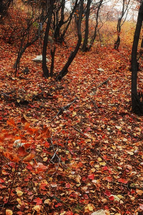 [ 金秋沂蒙老区行 ] [原创]金秋沂蒙山采风 之美景篇