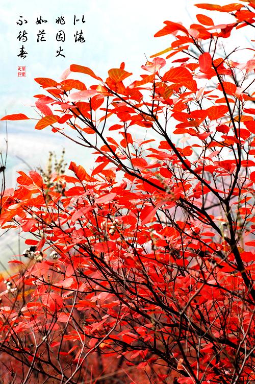 [ 金秋沂蒙老区行 ] [原创]金秋沂蒙山采风 之美景篇