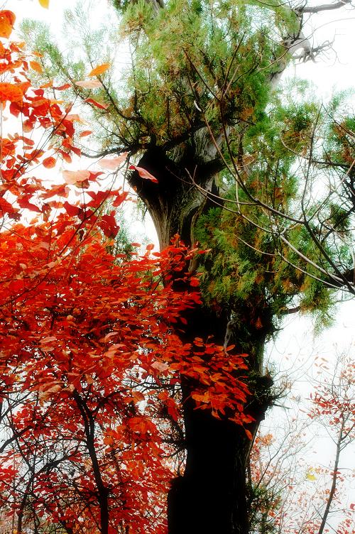[ 金秋沂蒙老区行 ] [原创]金秋沂蒙山采风 之美景篇