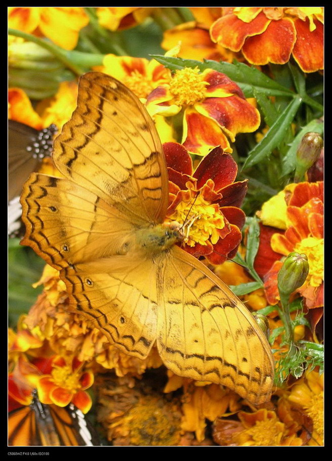 花团锦簇