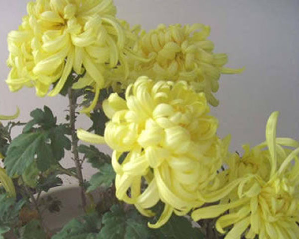 （原创）菊影窈窕