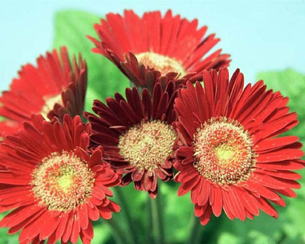 （原创）菊影窈窕