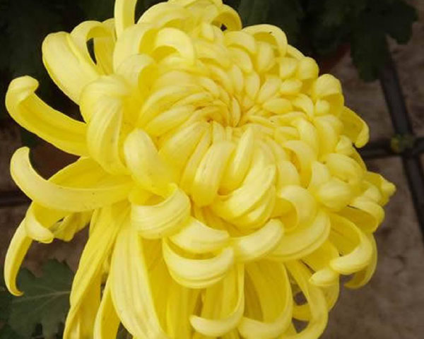 （原创）菊影窈窕