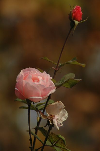 花开花落