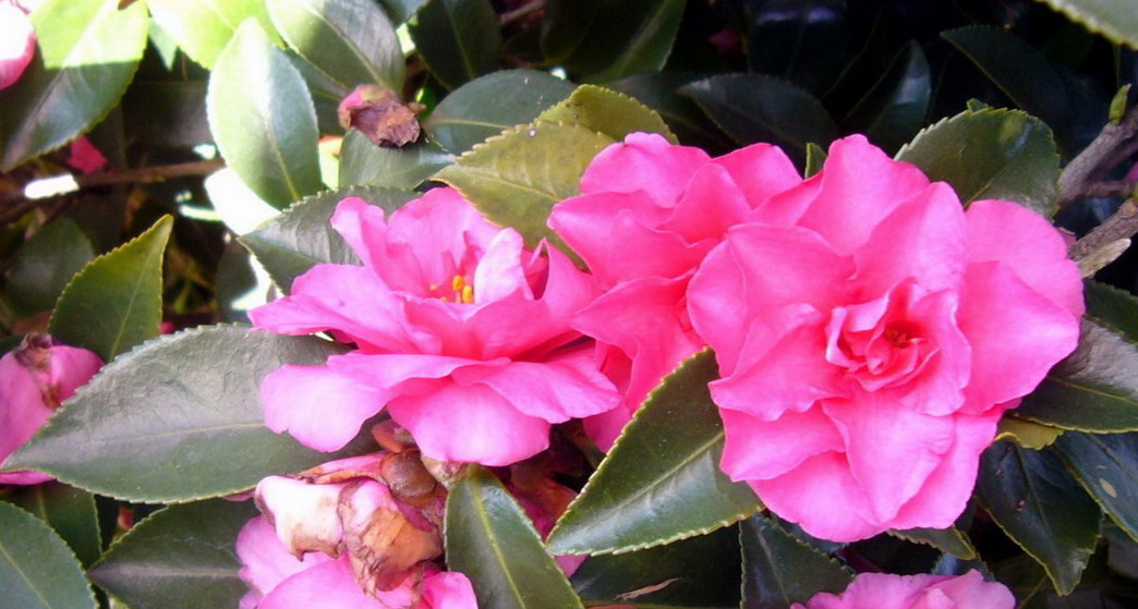 争芳吐艳