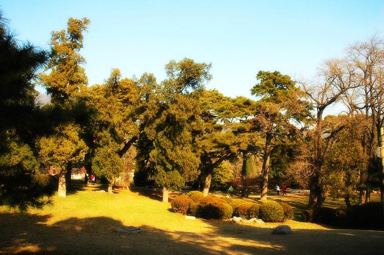 香山古柏