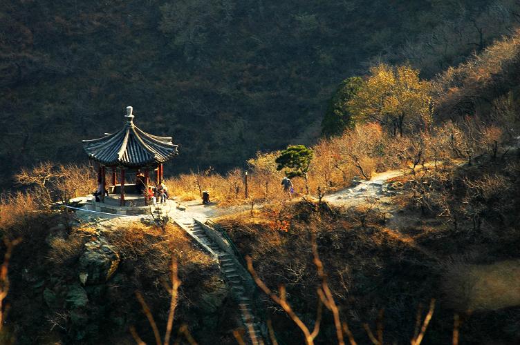 香山古柏