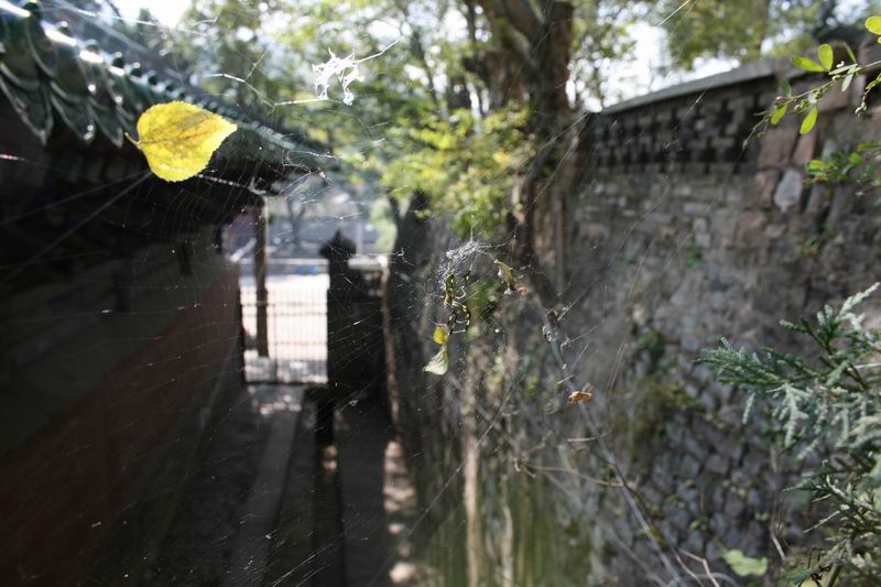 寺院的灵蛛